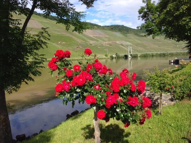 Hotel Ferien-Wein-Gut Keifer Bernkastel-Kues Exteriér fotografie